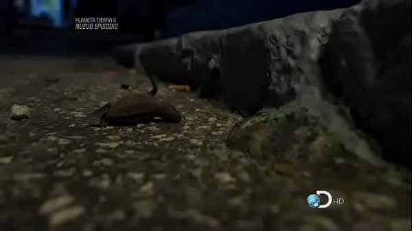 Una chilanga caliente tirando en la Condesa.